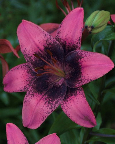 LILIUM PURPLE DREAM 50 kusov